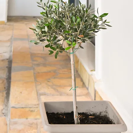 Vakantiehuis Casa Ankilena - Corfu Garden Bliss *