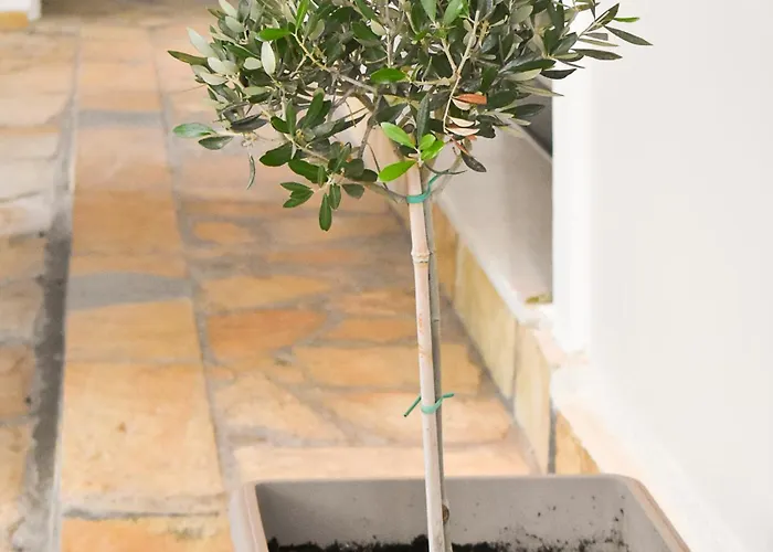 Semesterbostad Casa Ankilena - Corfu Garden Bliss *